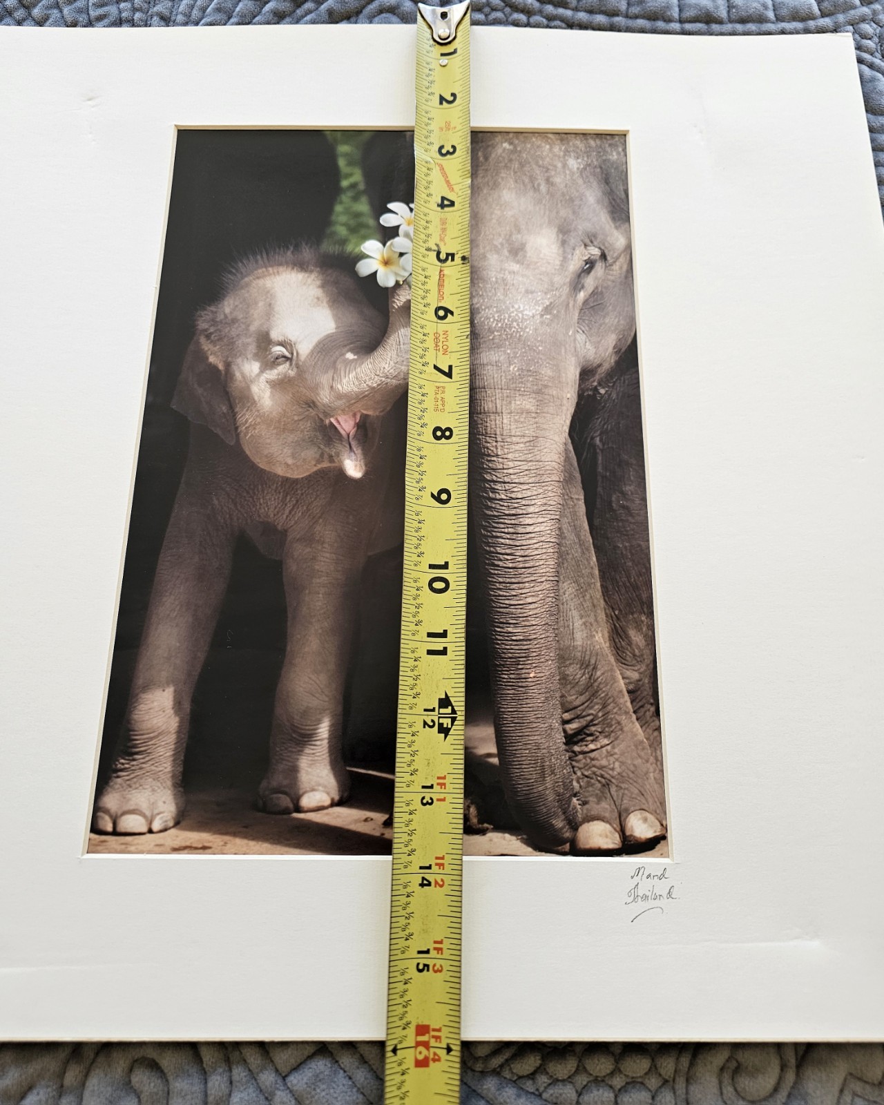 Heartwarming Photograph Baby Elephant Holding Plumeria Flowers, Thailand, 16×16″