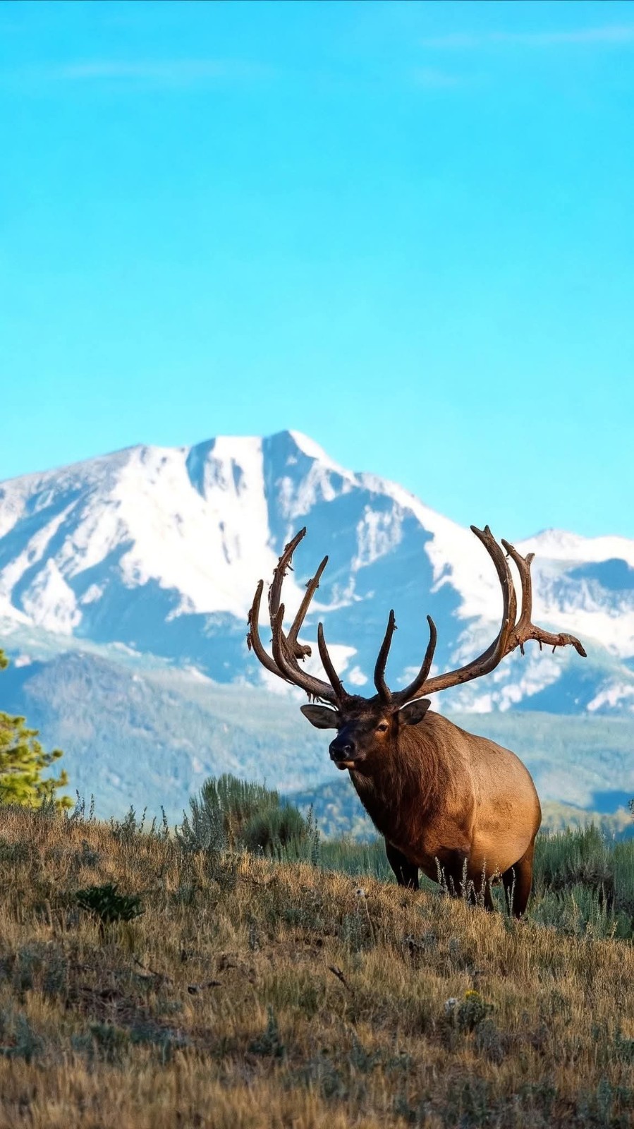 Elk Wildlife Mountain Landscape Color Photograph Portrait Orientation