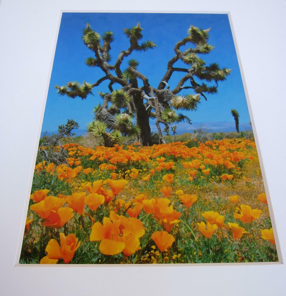 Joshua Tree California Poppies 5×7 Photograph signed Brian Blackwelder – #15