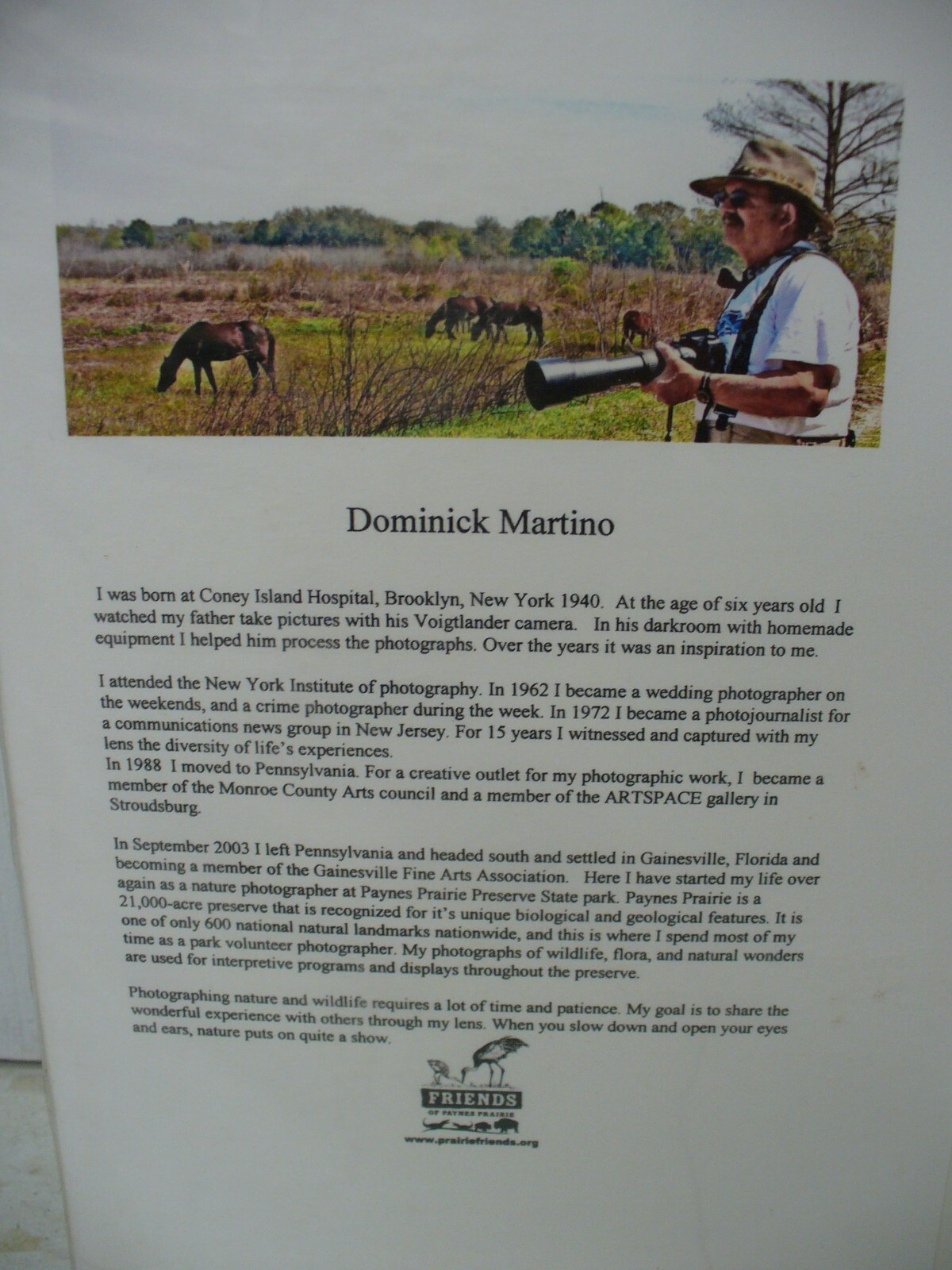 MATTED PHOTOGRAPHY Fishen Great Blue 2 in Paynes Prairie By Dom Martino 16x20in