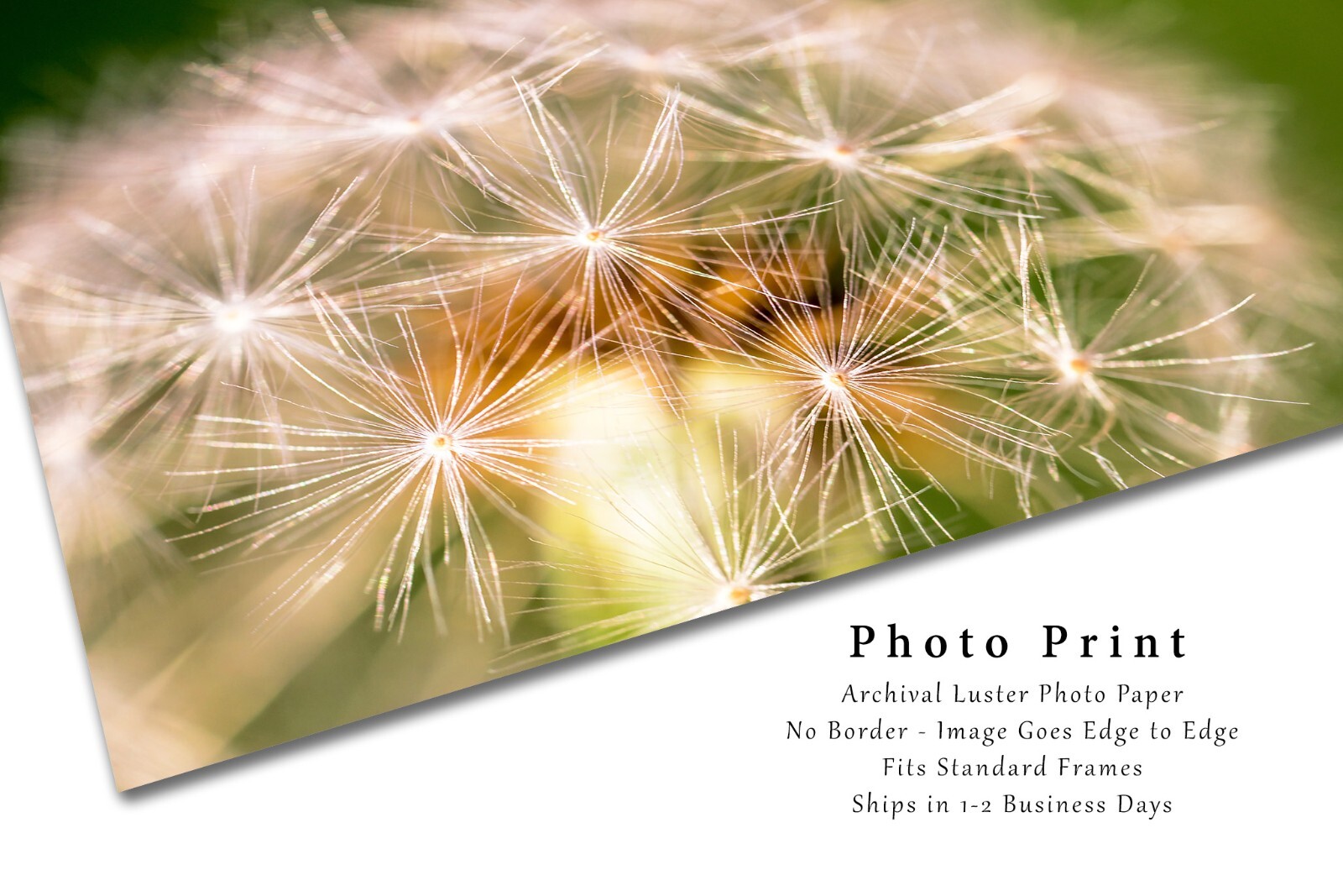Botanical Photography Print – Picture of Perfect Dandelion on Spring Day