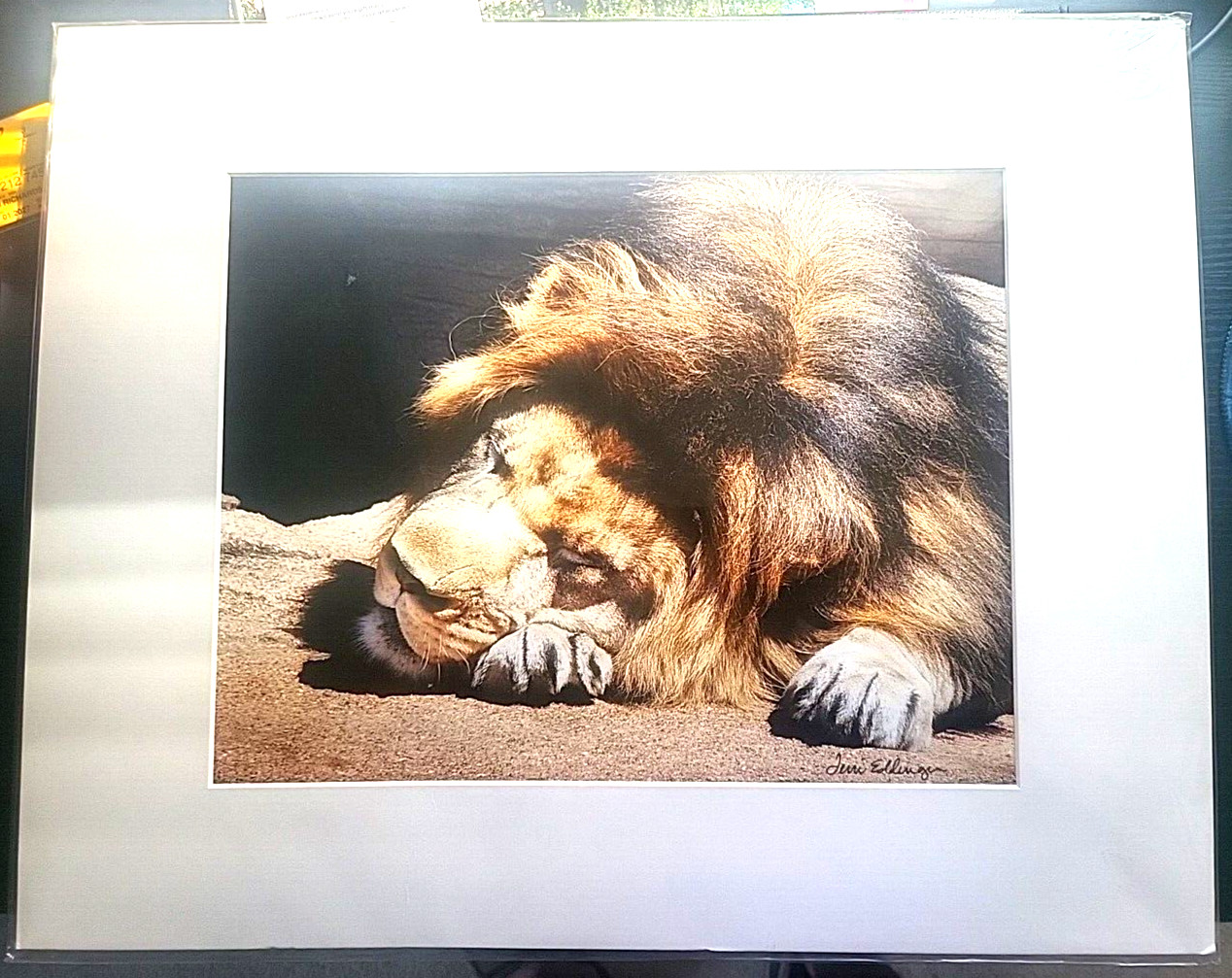 Terri Eddinger Photography Resting Lion FREE SHIPPING!!!