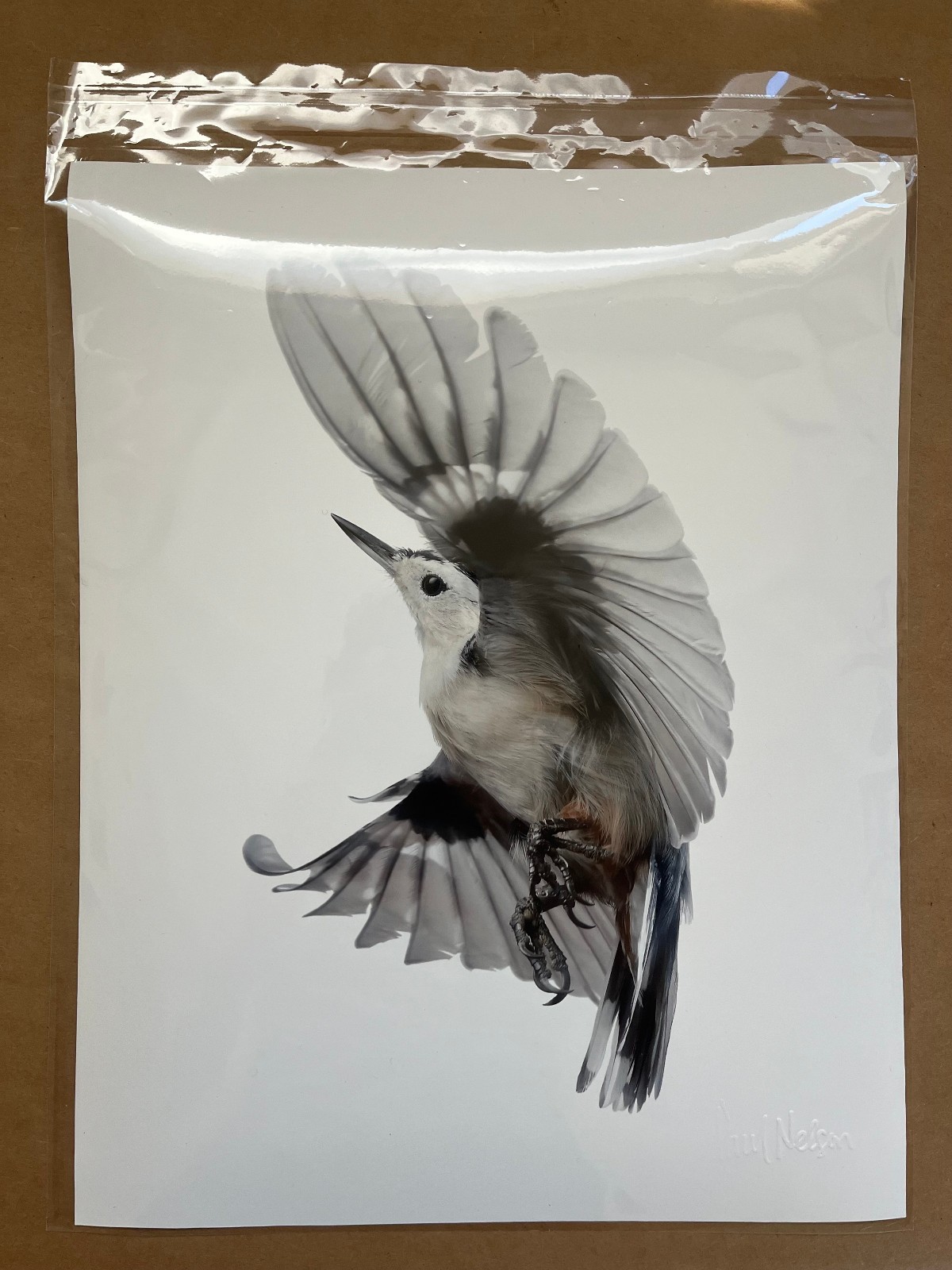 Paul Nelson Photograpy, Wild Birds Flying, White-Breasted Nuthatch