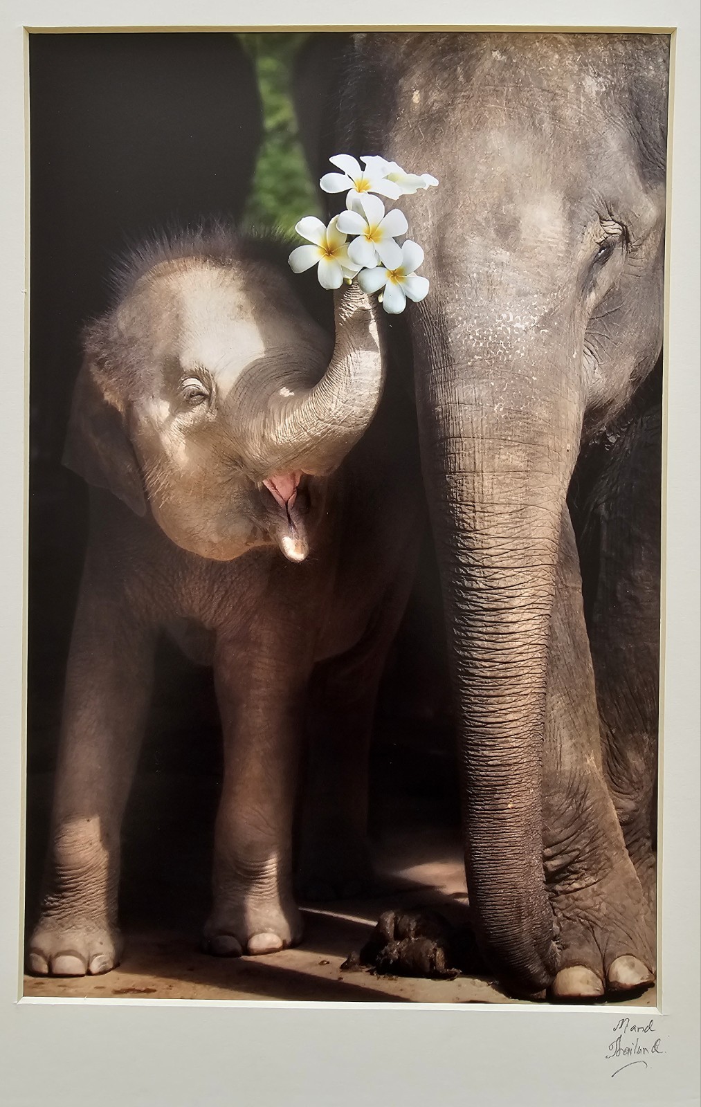 Heartwarming Photograph Baby Elephant Holding Plumeria Flowers, Thailand, 16×16″