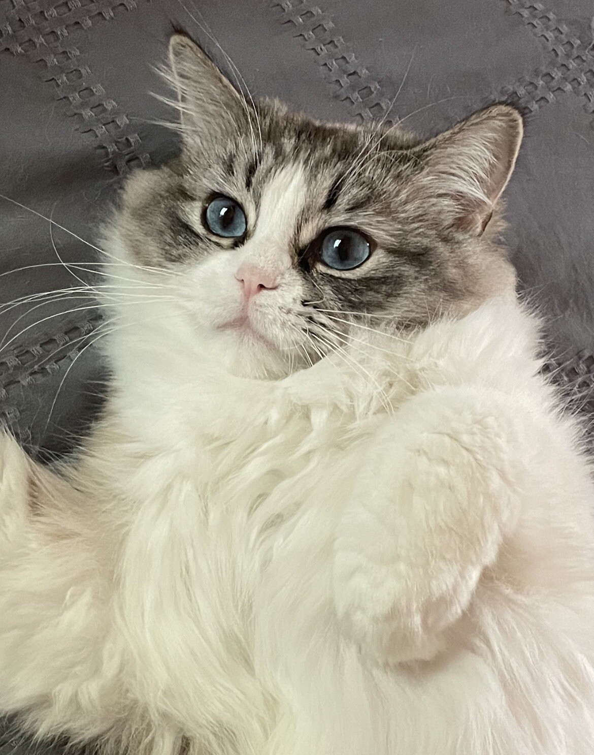 ‘Adorable’ Pure Breed ‘RAGDOLL’ Kitty Cat 8X10 Color Glossy “Blue Eyed Baby” NEW