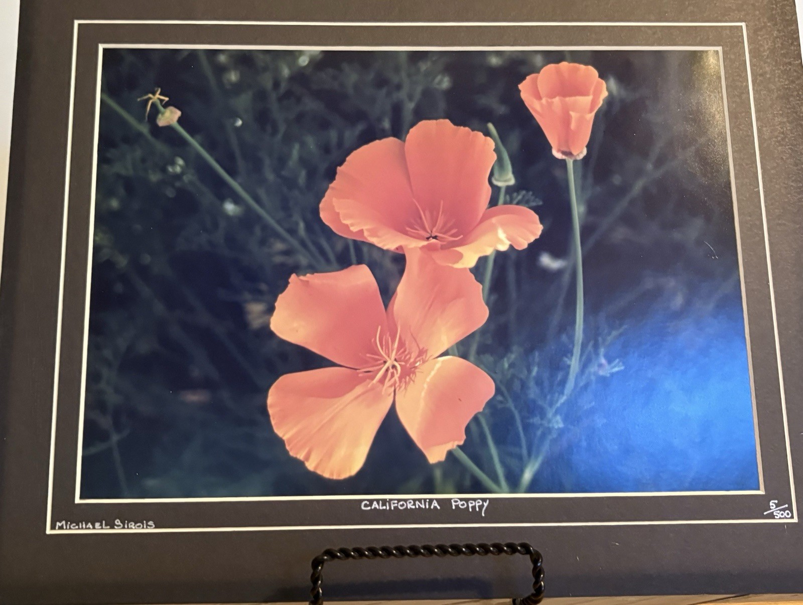 Michael Sirois Signed “California Poppy” Color Landscape Floral Photo, Matted