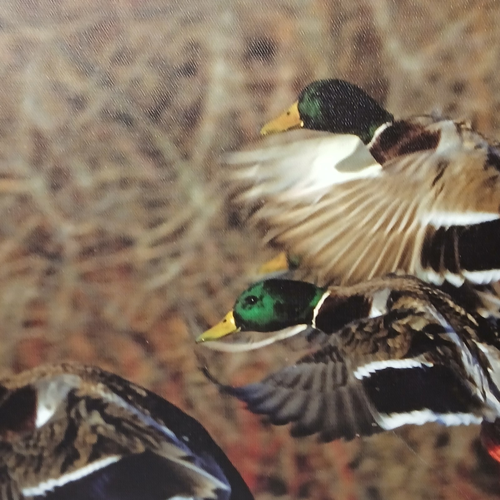 Set of 2 Duck Wildlife Photograph Canvas Print Color Landscape