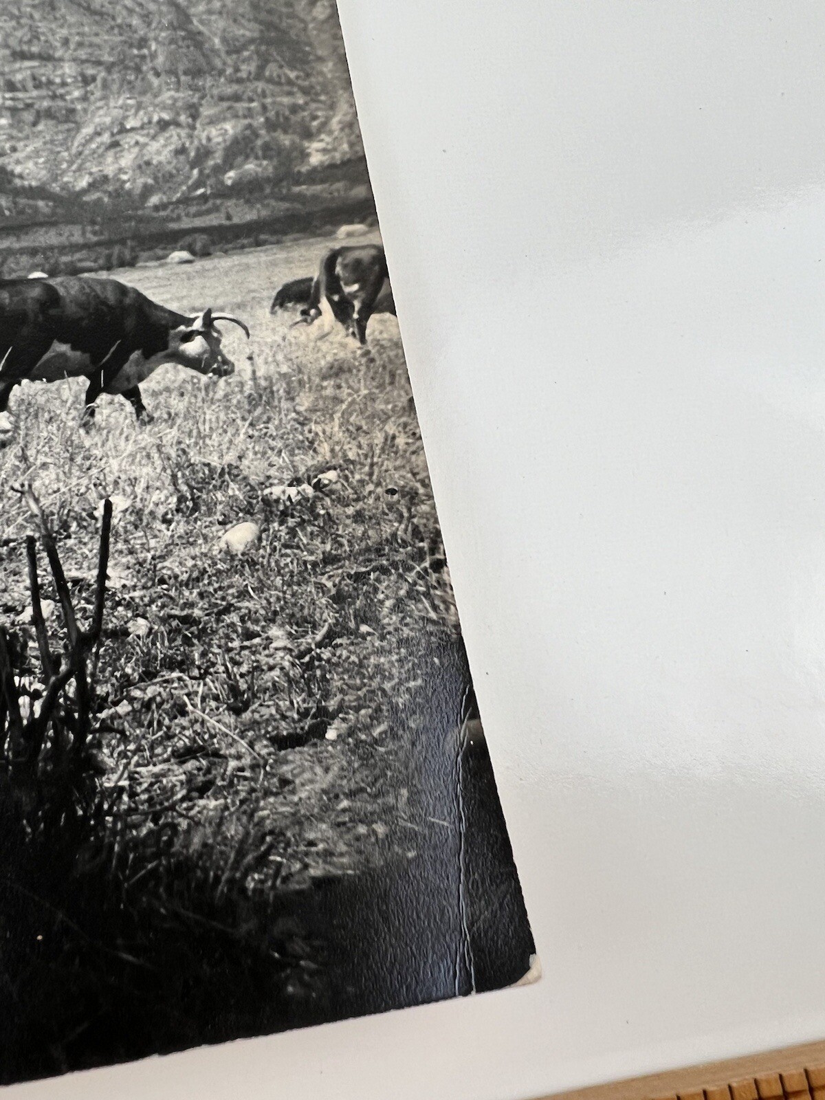Vintage Large Black & White Photography Print Cattle Ranch Western Cowboys Rural