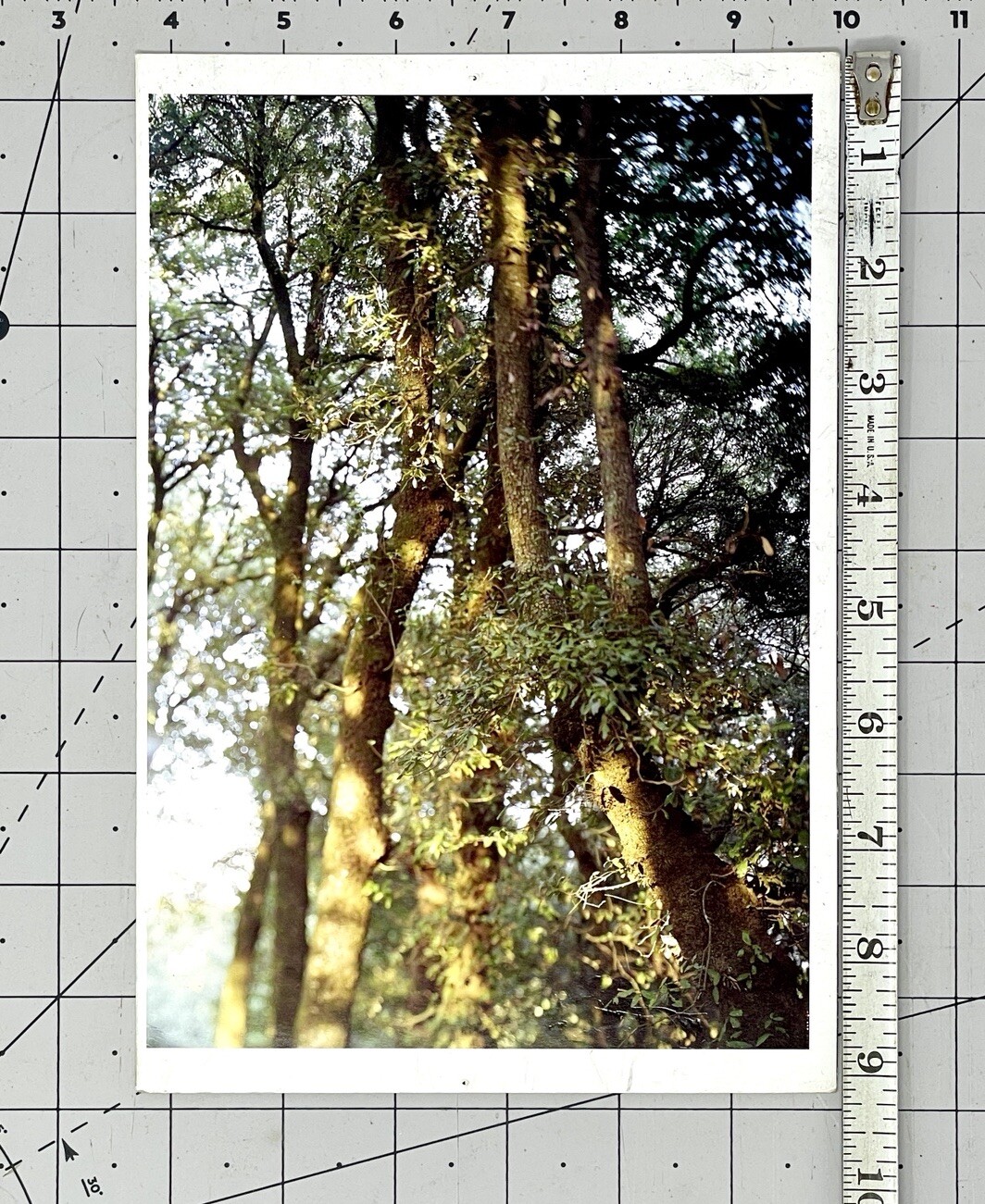 JoAnn Verburg Art Announcement Card 2007