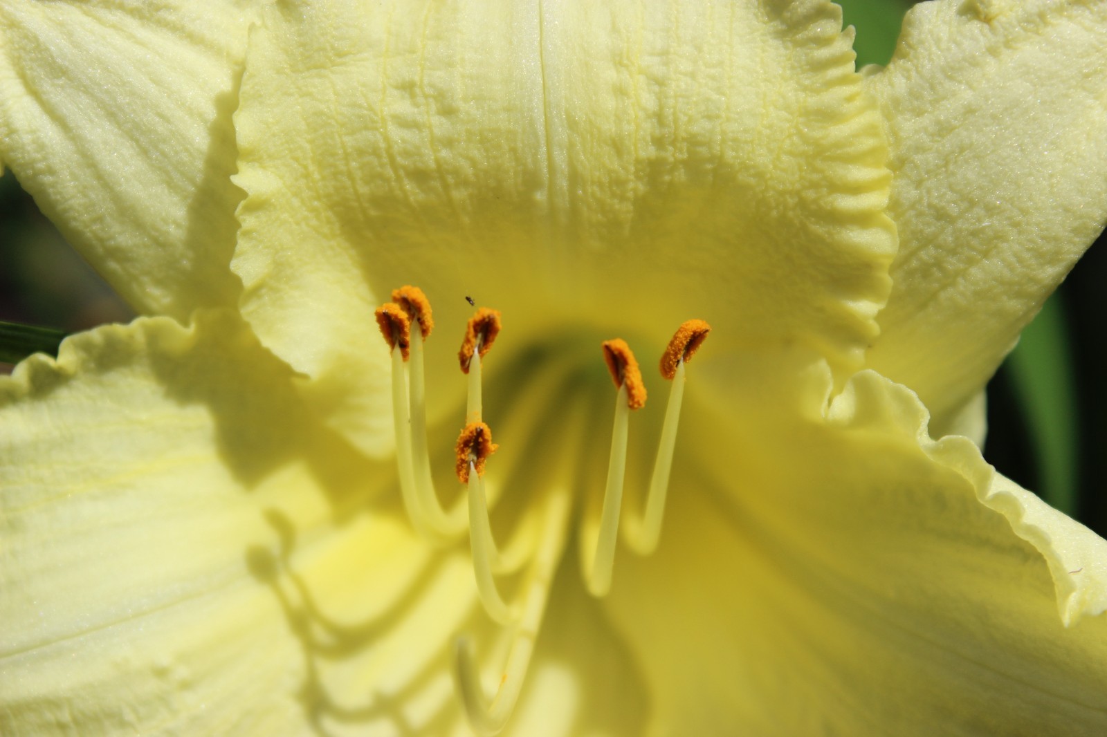 Yellow Lily Digital Background | Floral Macro Photo | High‑Resolution Image