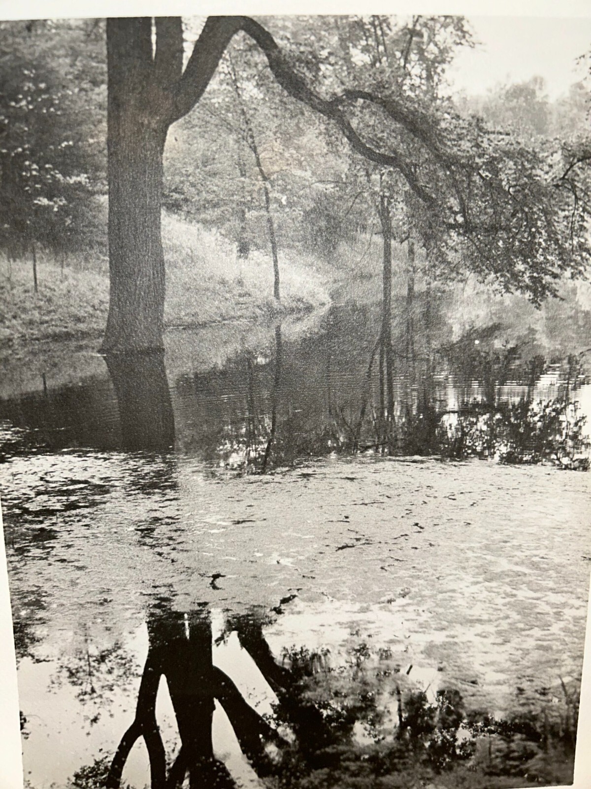 Arthur Gray Standard Oil Photographer Cleveland Ohio Americana Tree Forrest Look