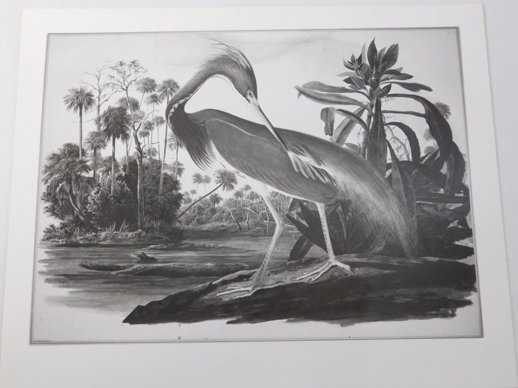 1966 John Audubon Birds America Set 7 Photographs for NY Historical Society Book