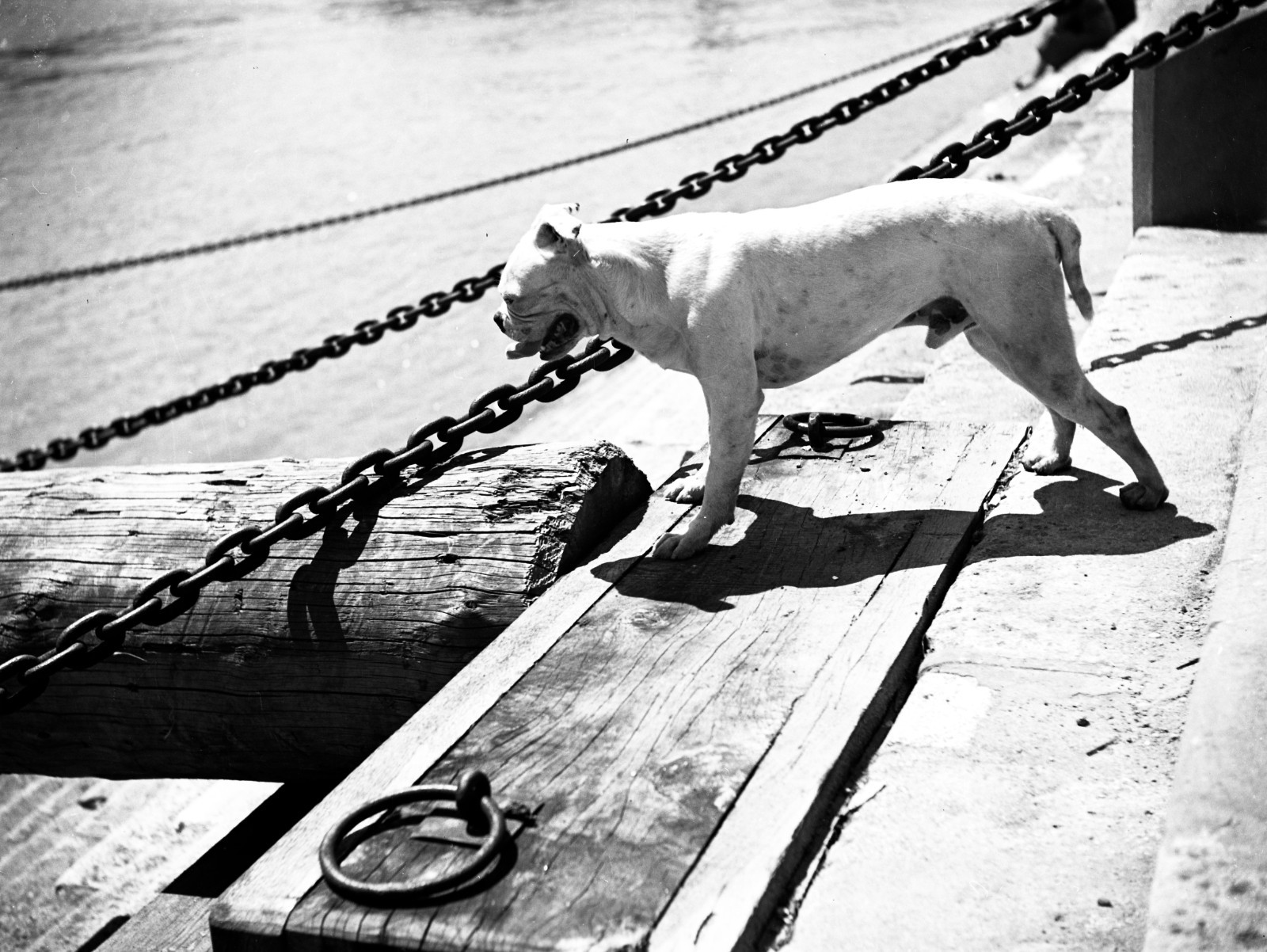 american bulldog, sweet dog, unusual by Szendrő (Szendro), original fine art Pho