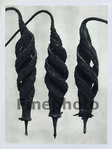 1929 Original Vintage KARL BLOSSFELDT Botanical Plant Flower Abstract Photo Art
