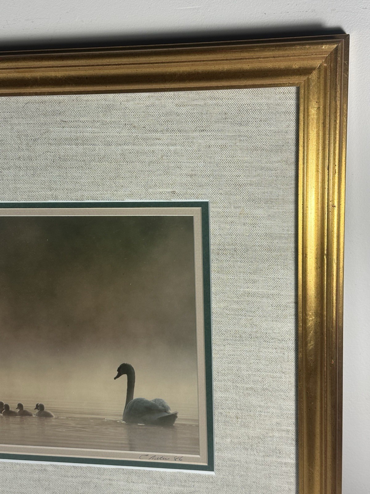 Family Of Swans Edward Robinson Nature Photographer Signed Photo Matted & Framed