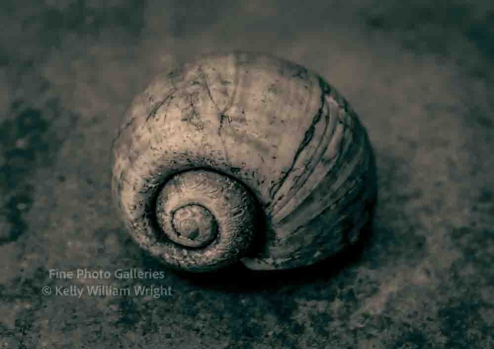 KELLY WILLIAM WRIGHT Hand Signed Original Apple Snail Shell Zen Photo Art 12×16