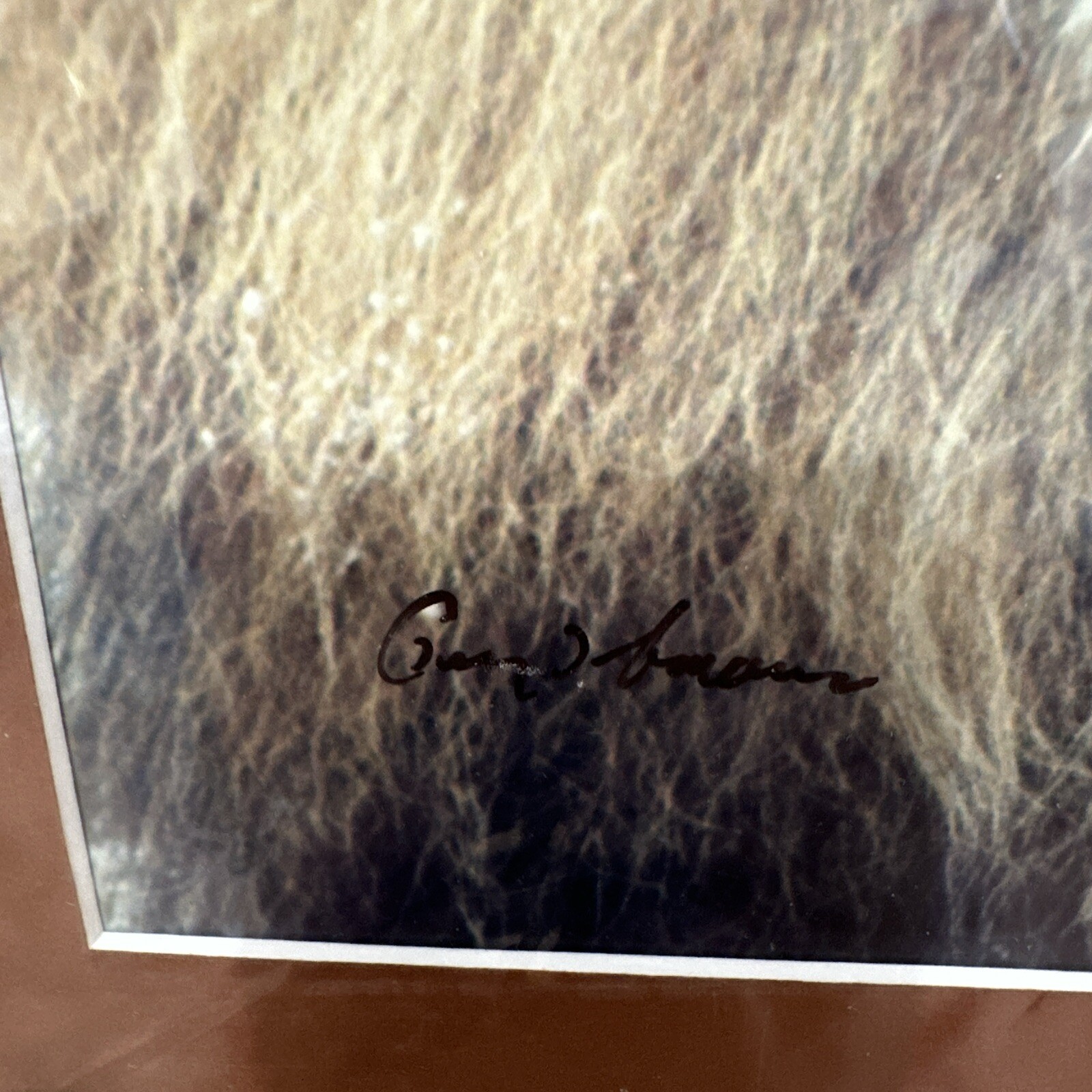 Gerry Lamarre Wildlife Photo Print 2362 The Lion Portrait Matted 16 x 12 Signed!