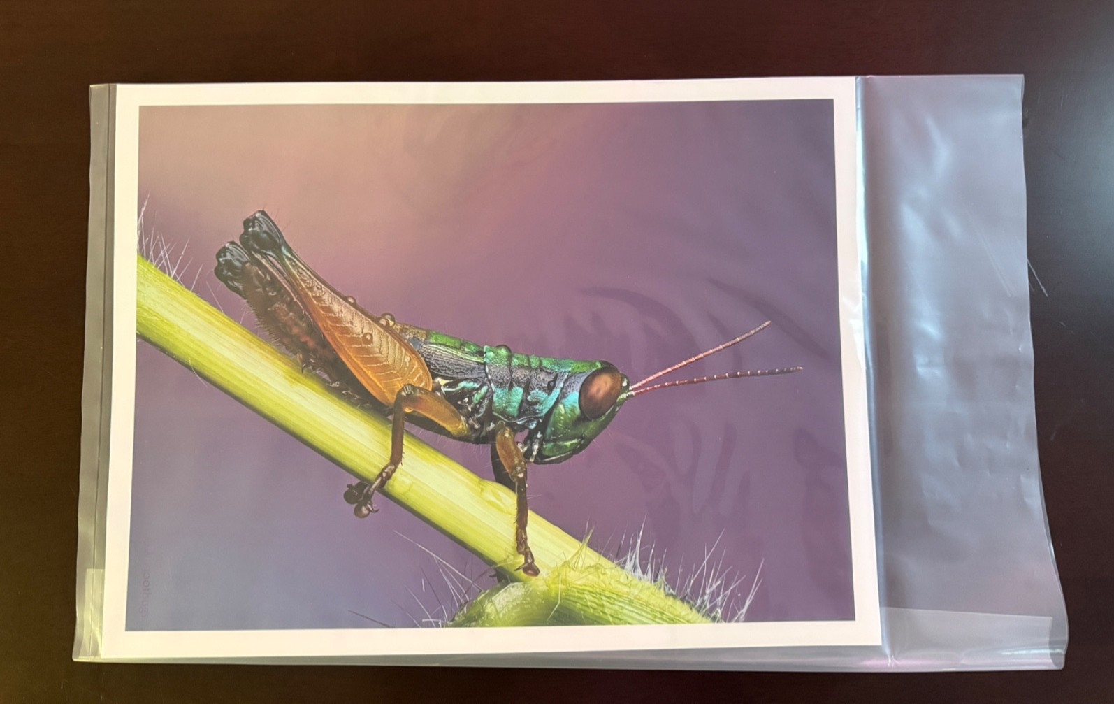 Grasshopper Macro Photography Print 12×16 Moab Entrada Bright Rag Fine Art