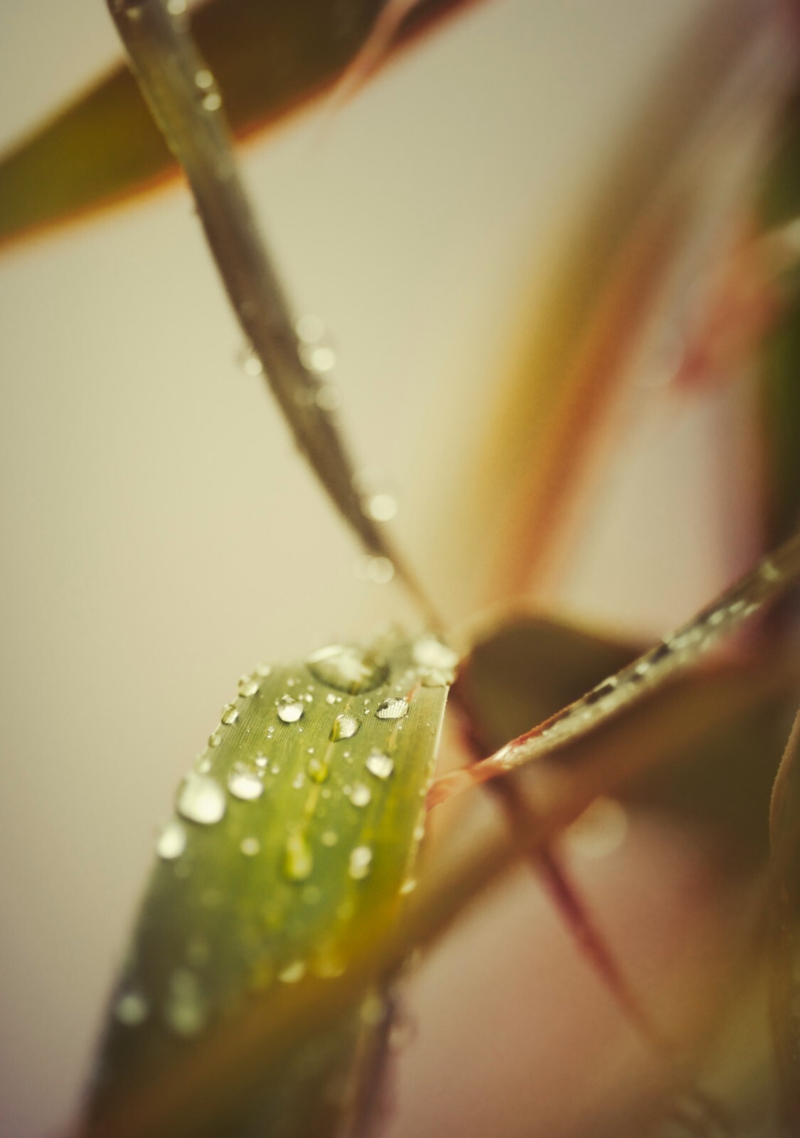 after the rain