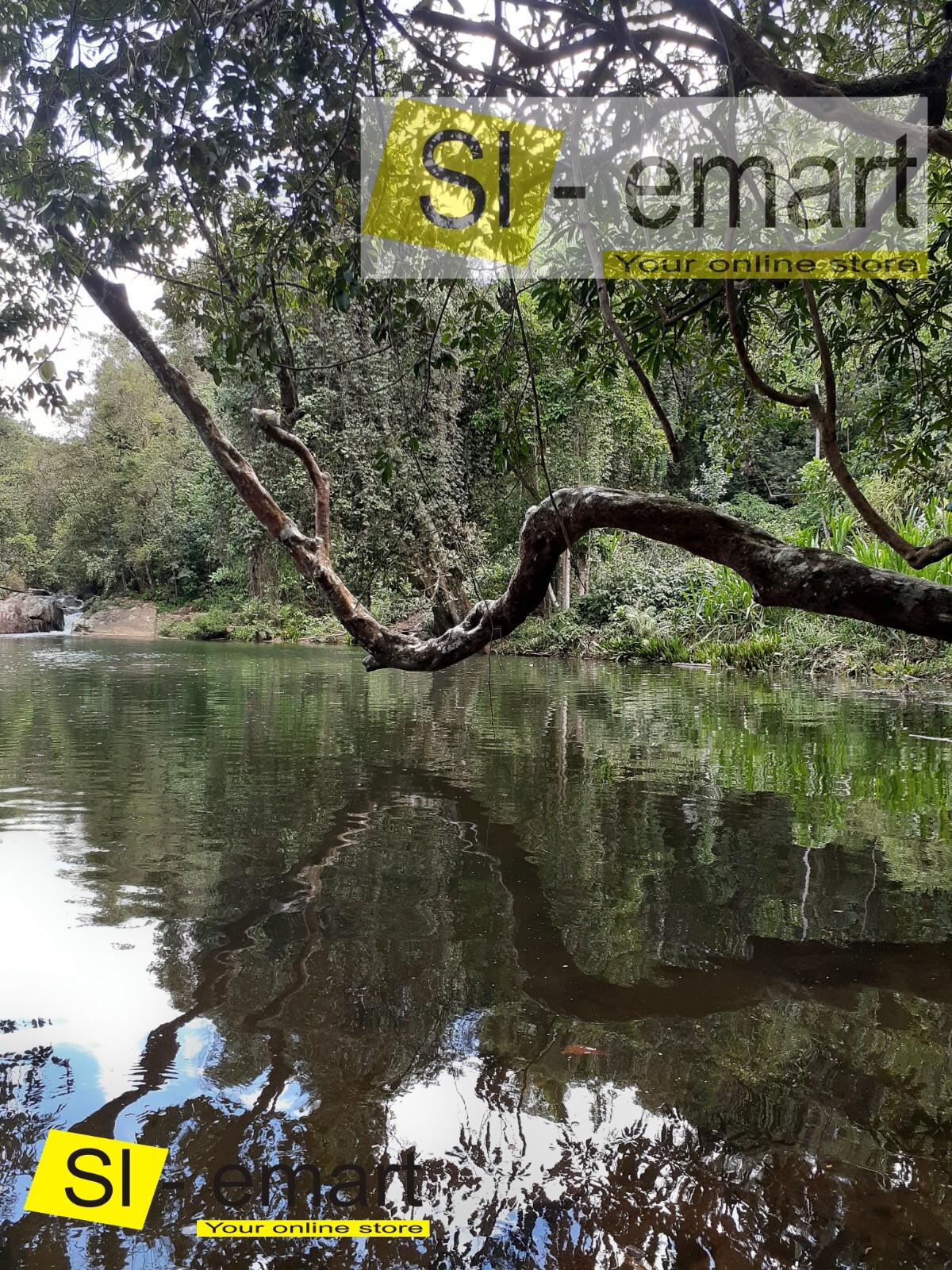 Photograph Jungle Beautiful Sri Lanka River Photo Image Nature Picture Print