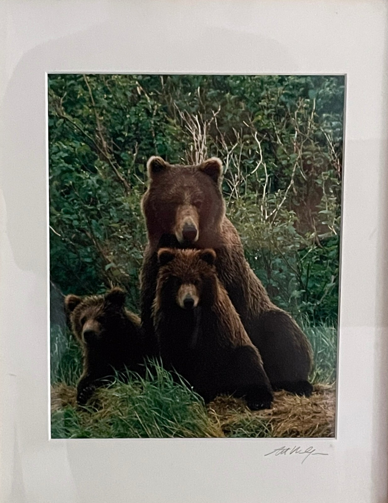 Art Wolfe Signed Wildlife Photograph Print/Framed 8×10 Bears
