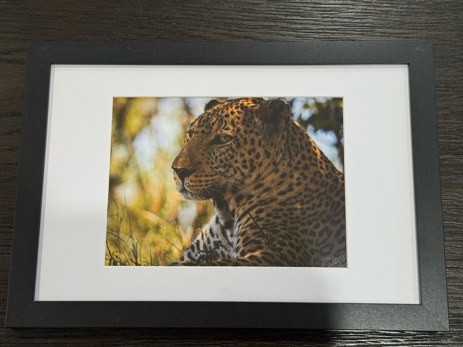 Framed And Signed Safari Leopard Photo Masaai Mara Kenya
