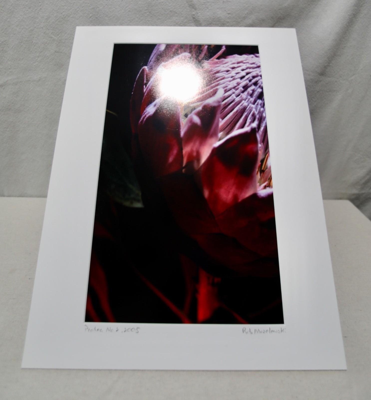 Original Photography Art Print “Protea No. 2”