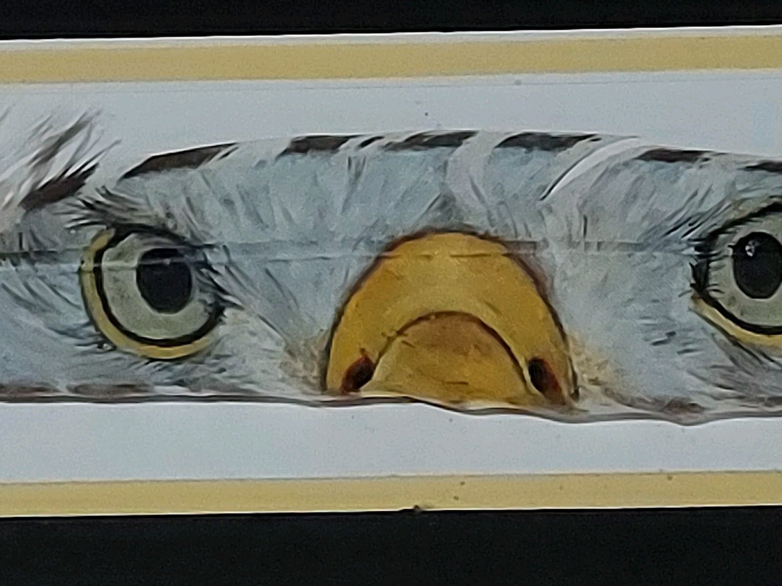 Picture of Painted Turkey Feather With Bald Eagle Eyes Beak Vtg Look Wood Frame