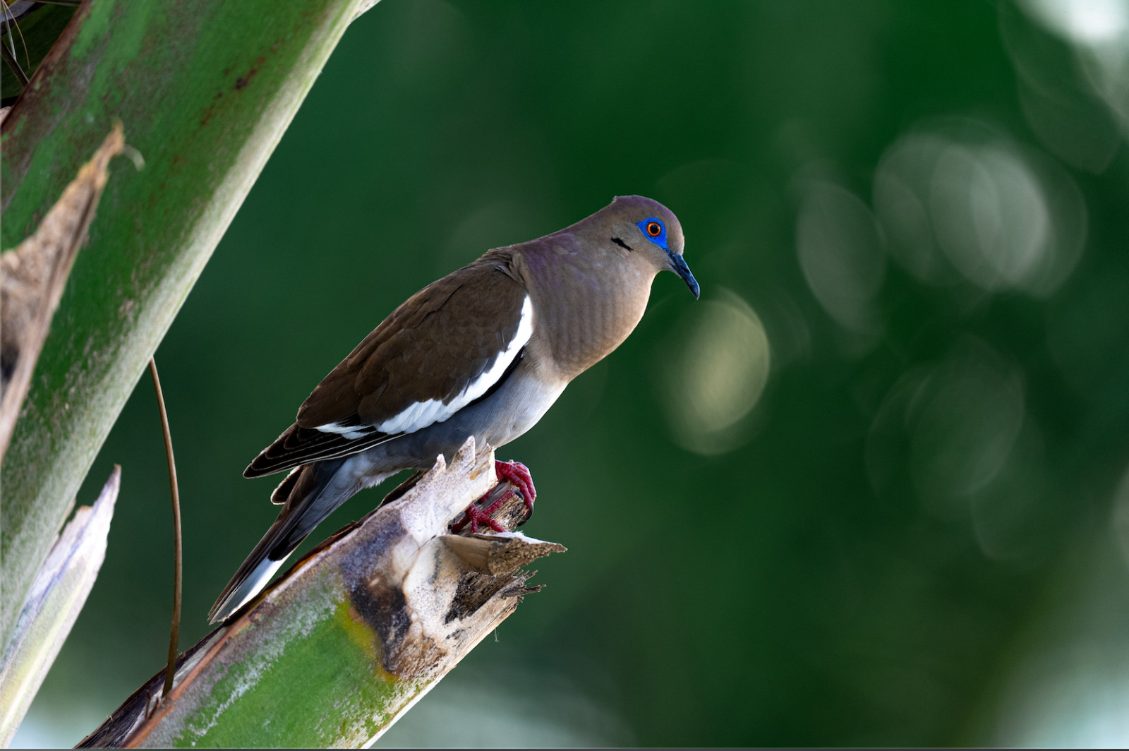 White Winged Dove