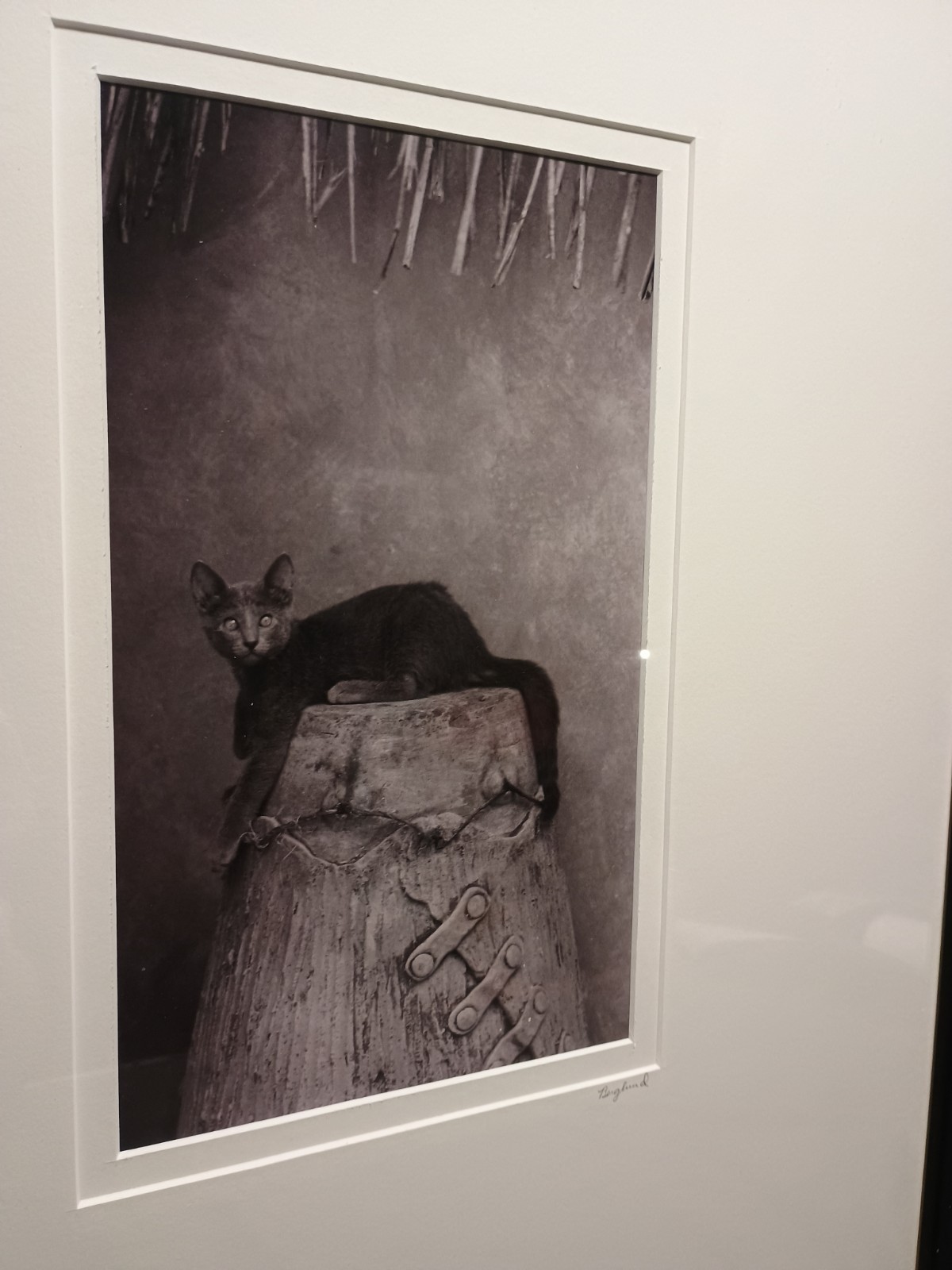 Sophisticated Kitty Cat Black & White Art Photography 17 X 21″ BERGLUND Signed
