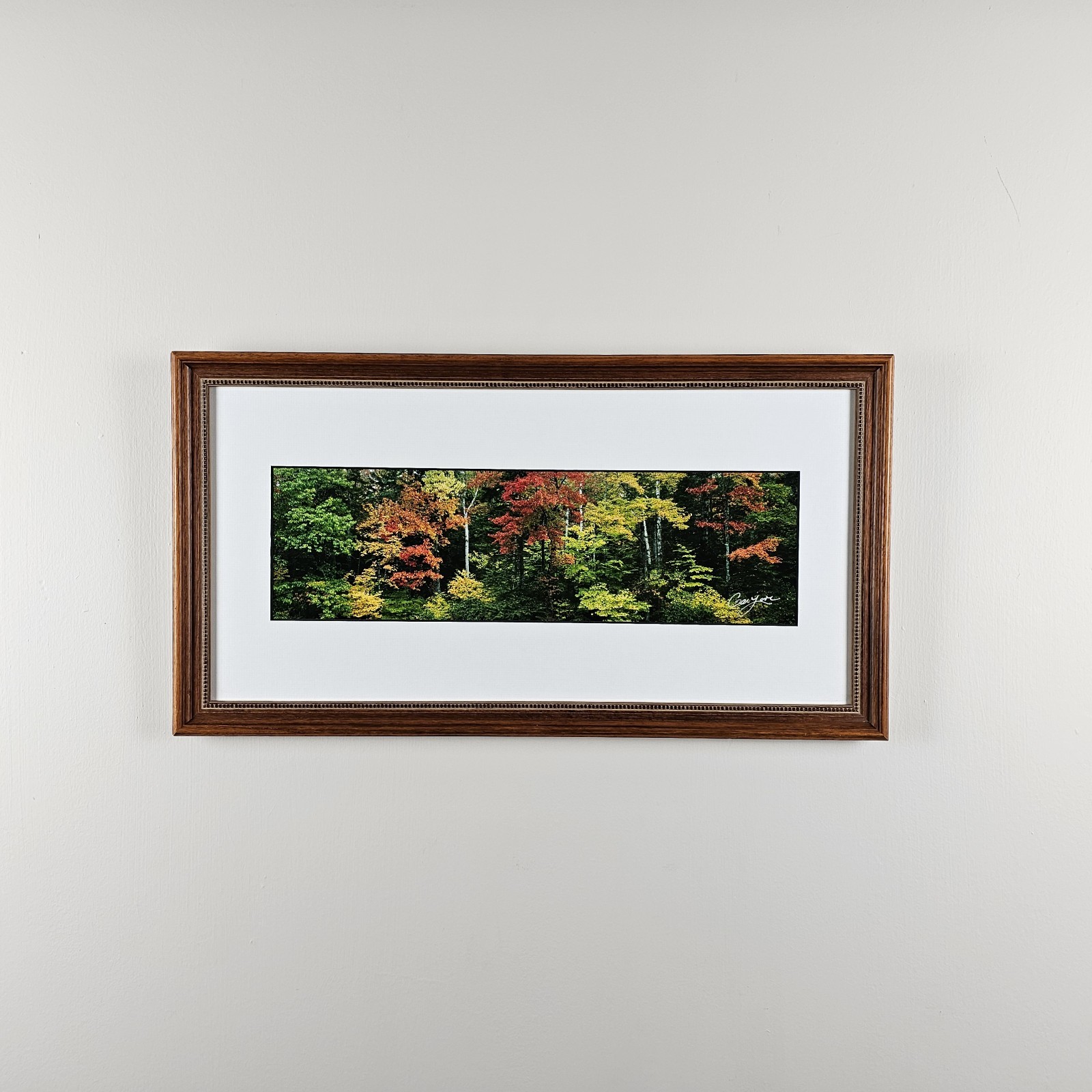 ART – Signed Gary Love Photograph 21.75×11.75 Framed Landscape Art – Maine Trees