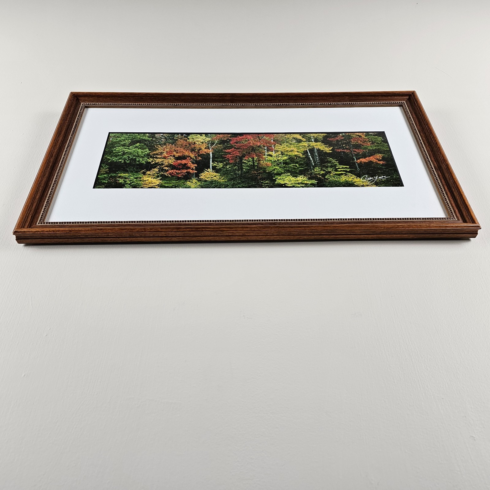 ART – Signed Gary Love Photograph 21.75×11.75 Framed Landscape Art – Maine Trees
