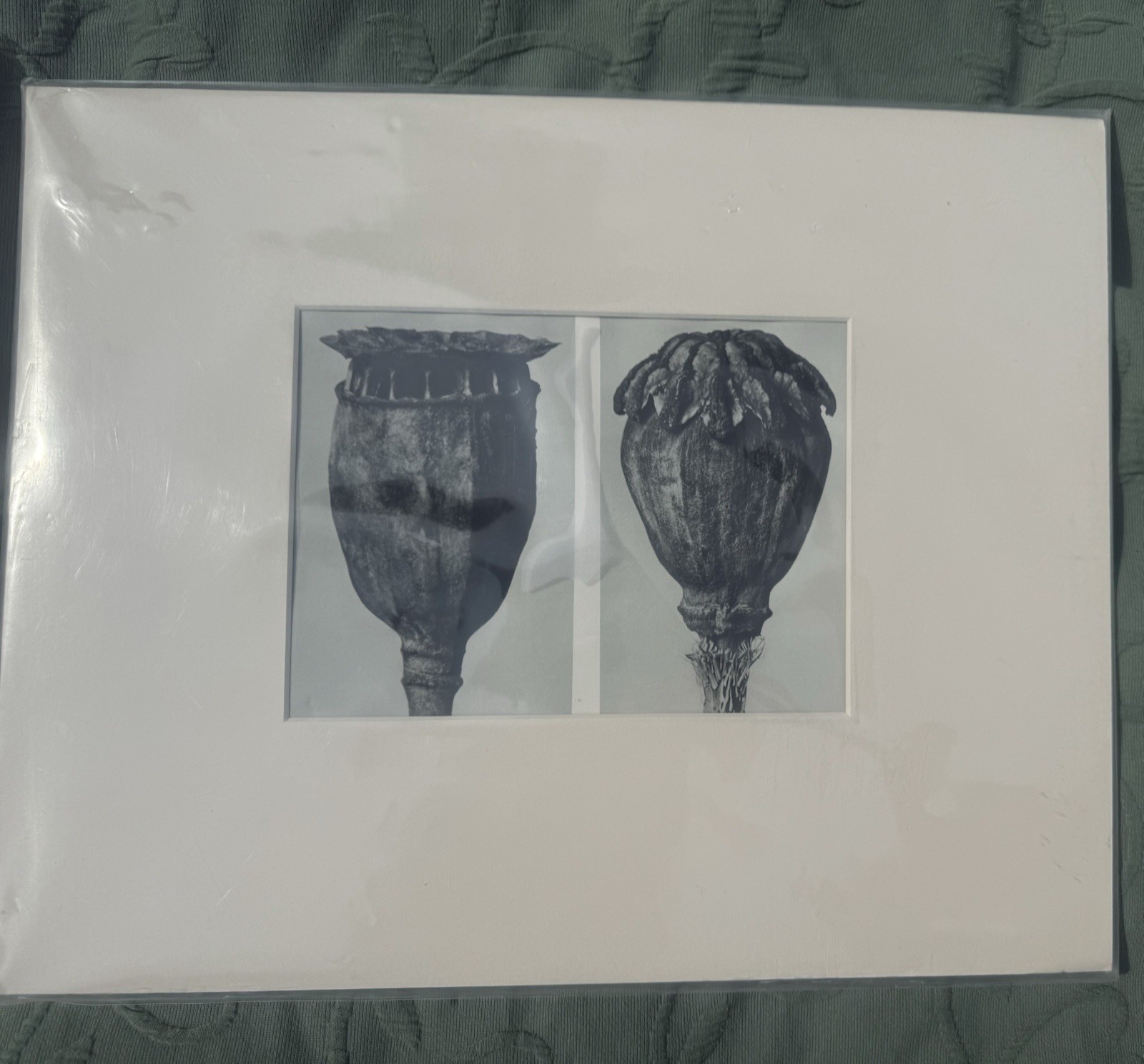 Karl Blossfeldt Vintage Botanical Photogravure, Poppies. Matted