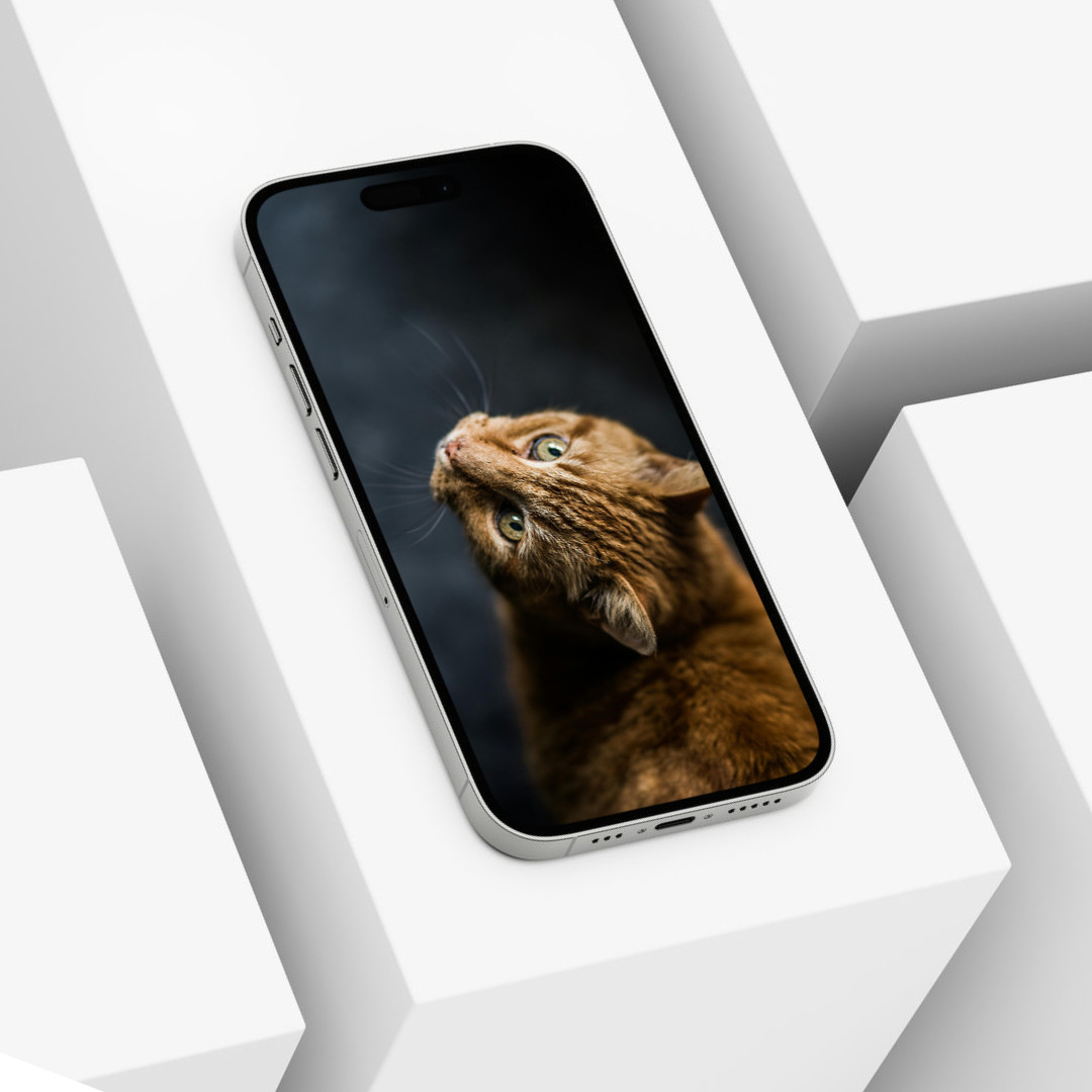 Cute Cat Animal Wallpaper Background Digital Picture, Adorable Pet Friend