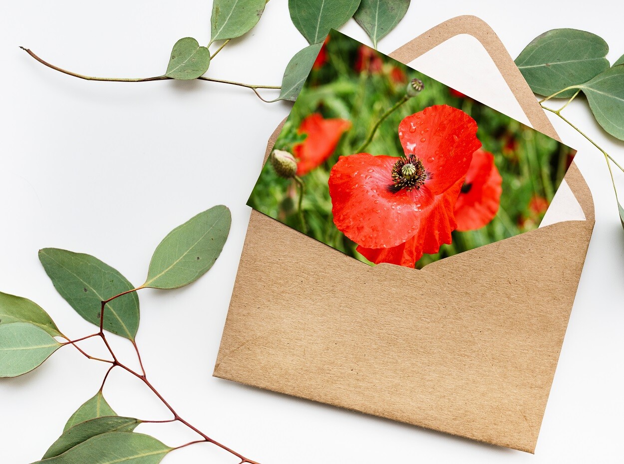 Poppy Flower Photography Print 7×5 – Red Floral Nature Wall Art Décor
