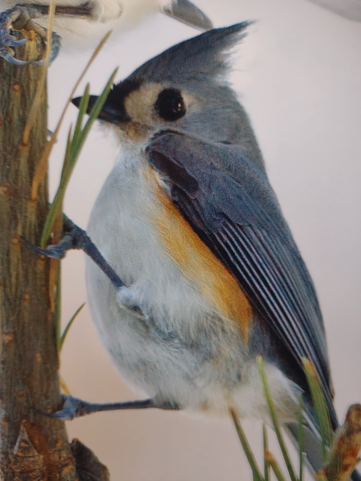 Bird Photography Two Tufted Titmouse Original Colored Print Nature Ted Ellis