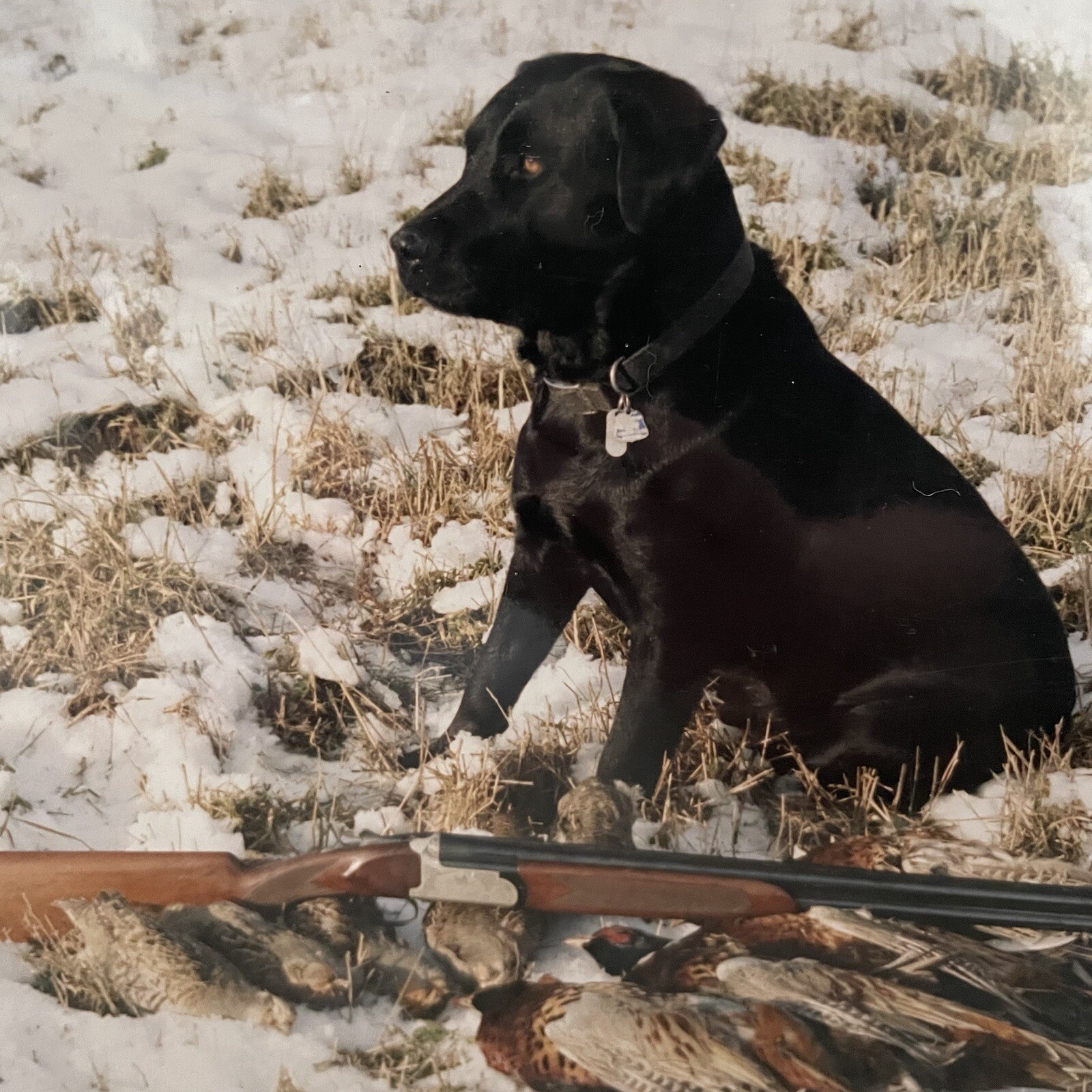 Gerry Lamarre Wildlife Photographer Print Black Lab Hunting Rifle Pheasant Snow