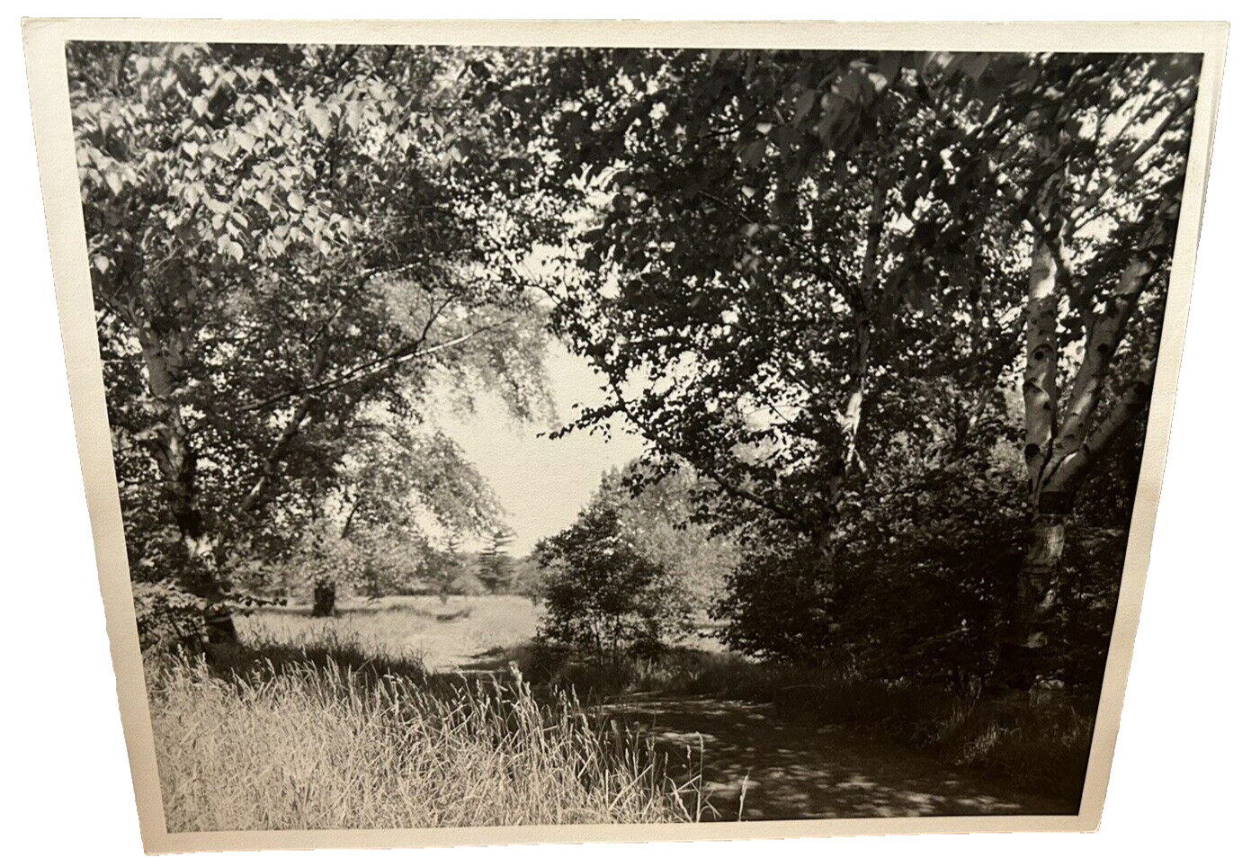 Arthur Gray Standard Oil Photographer Cleveland Ohio Americana Woodland Path Wow