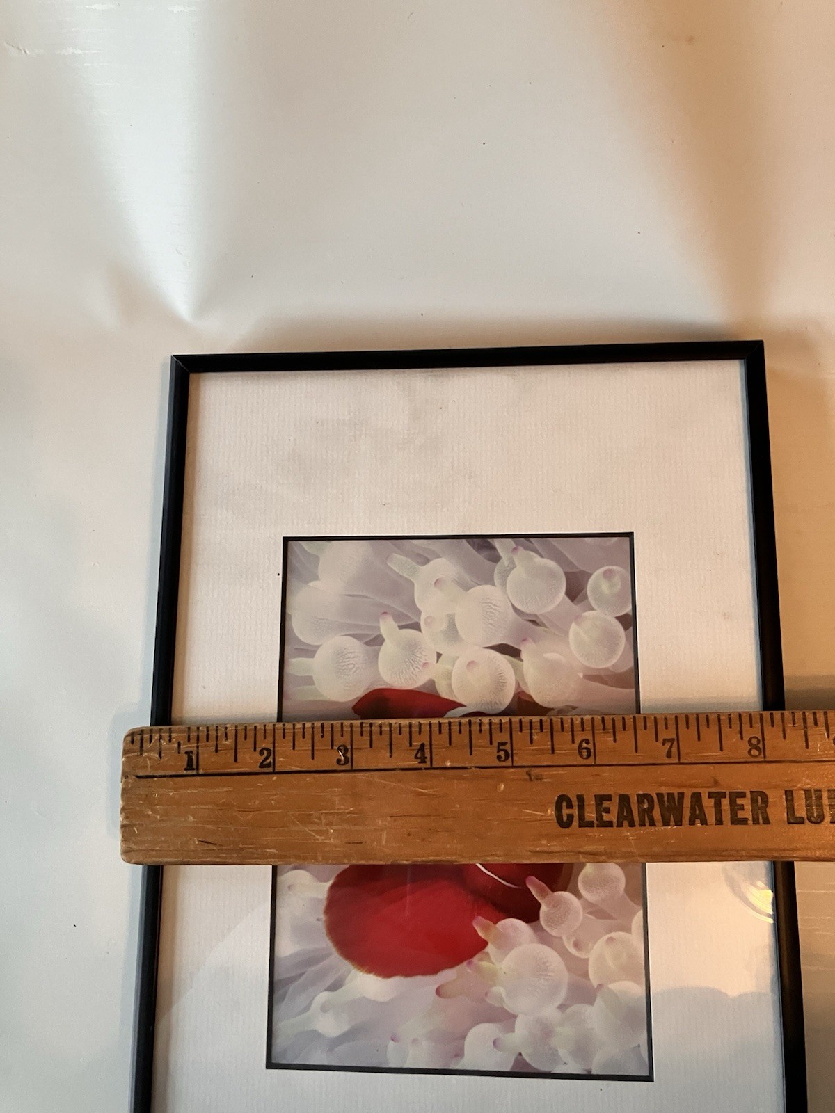 Vintage Clownfish In Bleached White Anemone Framed Photographs Signed Mike Bacon