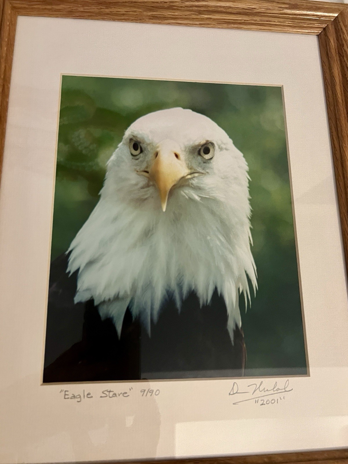 “Eagle Stare” Photograph 9/90 2001 framed under glass wall art Bald Eagle signed