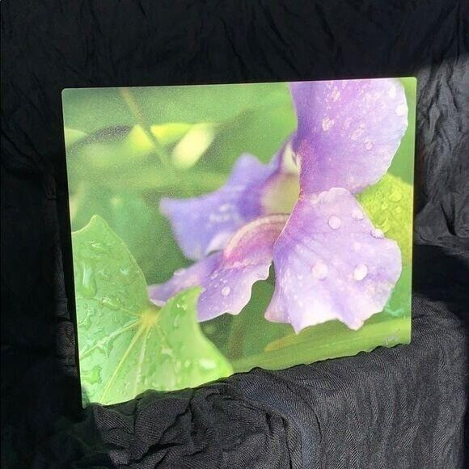 Stunning Dew Kissed Flower Signed Metal Photograph Print Art Wall Hanging