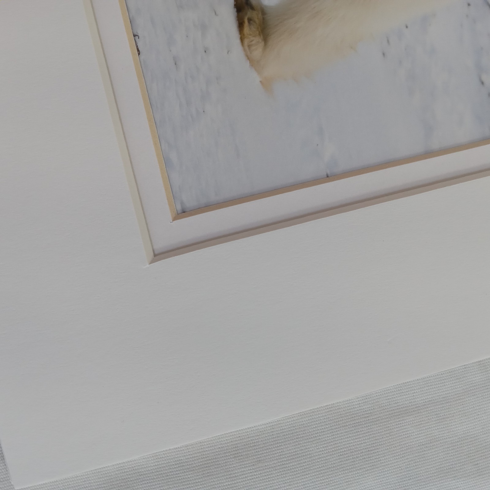 Polar Bear Photography Prints Set of 2 Matted Wildlife Art Photos Mike Johnson