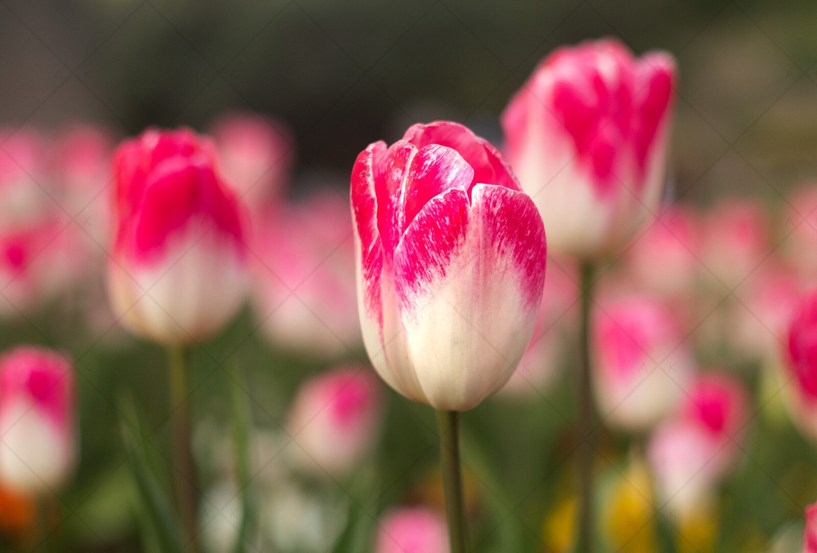 Digital Image Picture Photo Wallpaper: Tulip Flowers