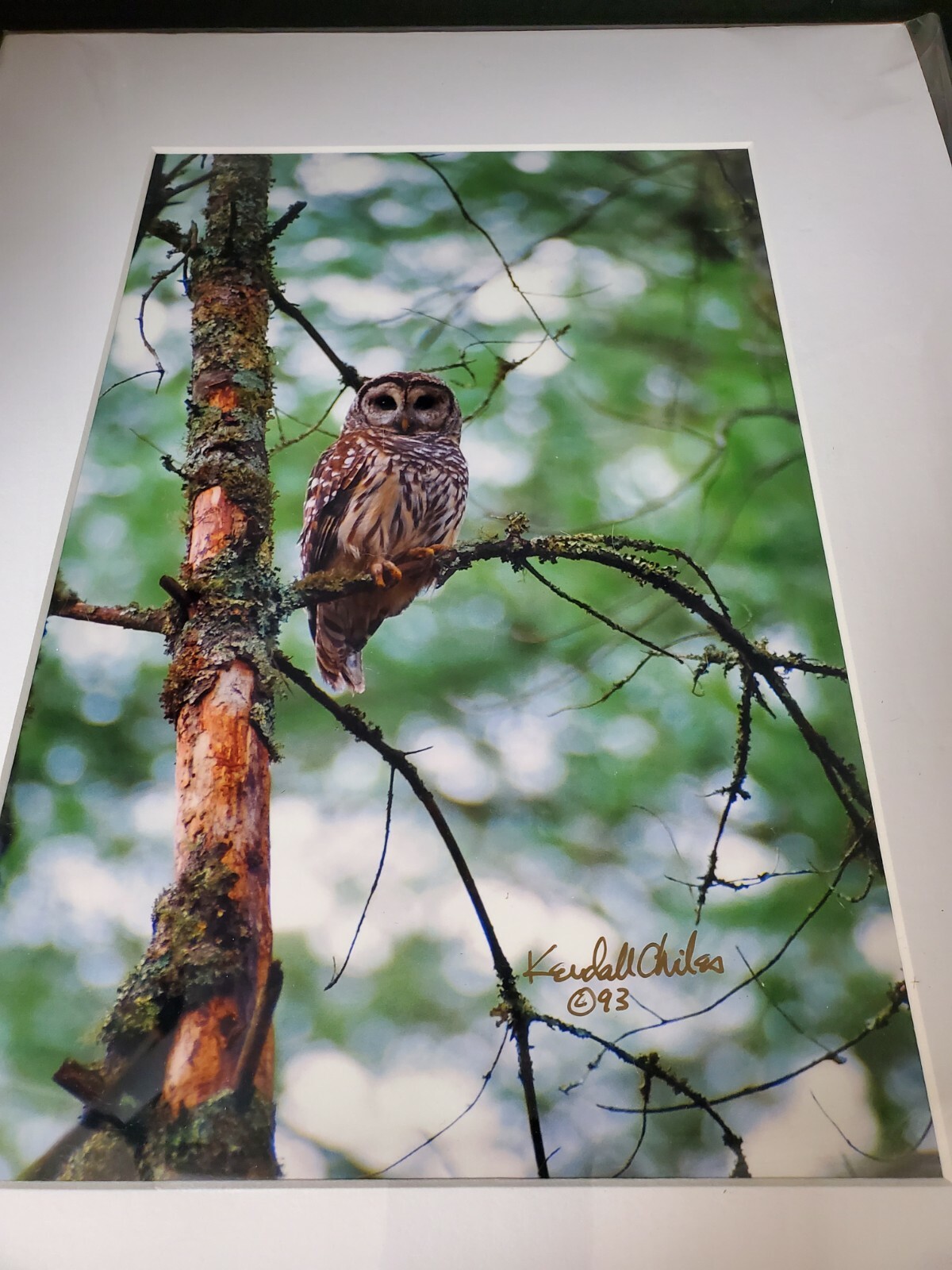Vintage Kendall Chiles Signed Wildlife Photograph Owl Matted Unframed Tennessee