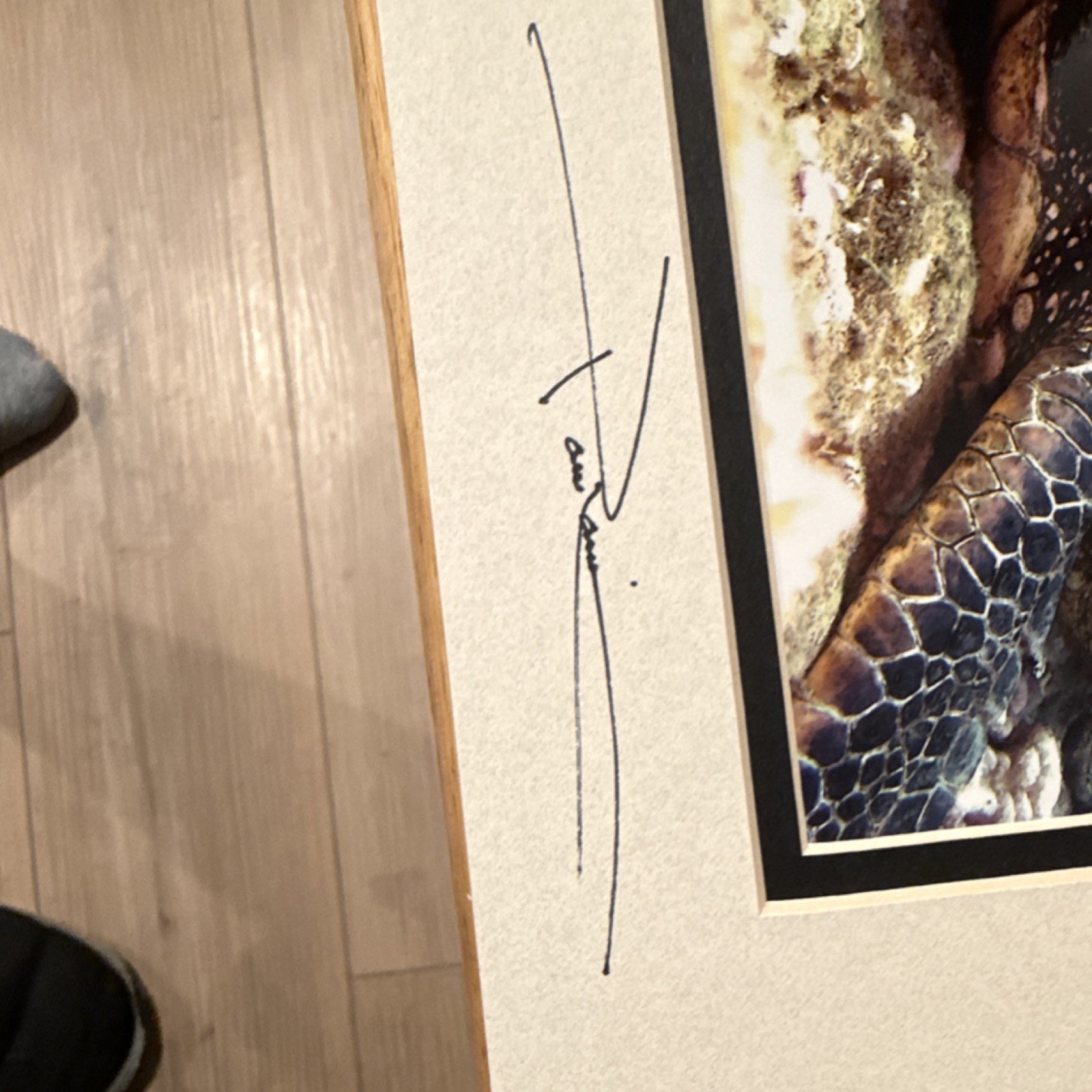 Glenn Poulain Signed Sea Turtle Underwater Color Photograph Print Matted