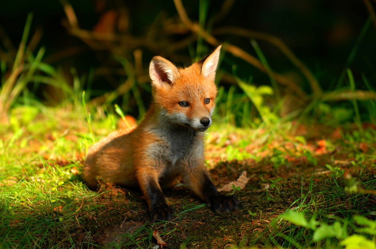 Photo Digital Product Wallpaper Background Image – Picture baby cute fox animal