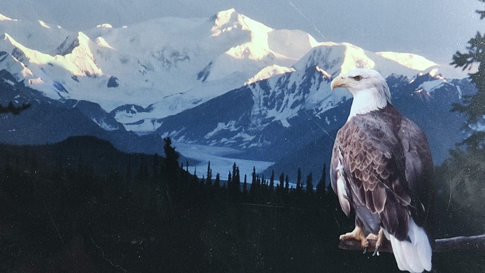 Original Photo Artwork American Bold Eagle Mountains Signed & Numbered by Artist
