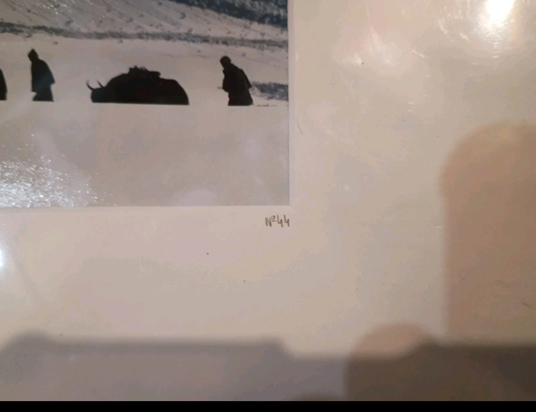 Debra Kellner Canada Yak Avalanche # 66 YellowKorner Certified Photograph
