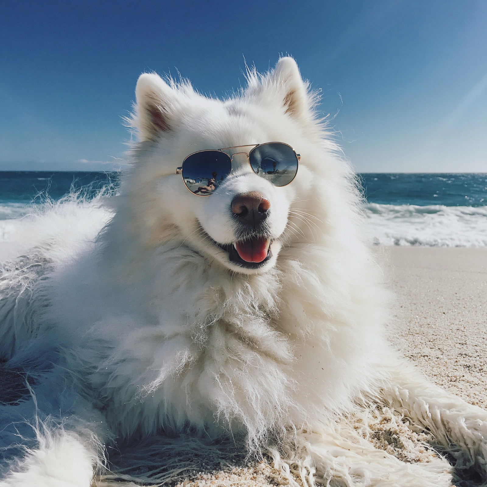 Desktop Wall paper, Digital Image, stunning Dog at beach, Photo, photo art
