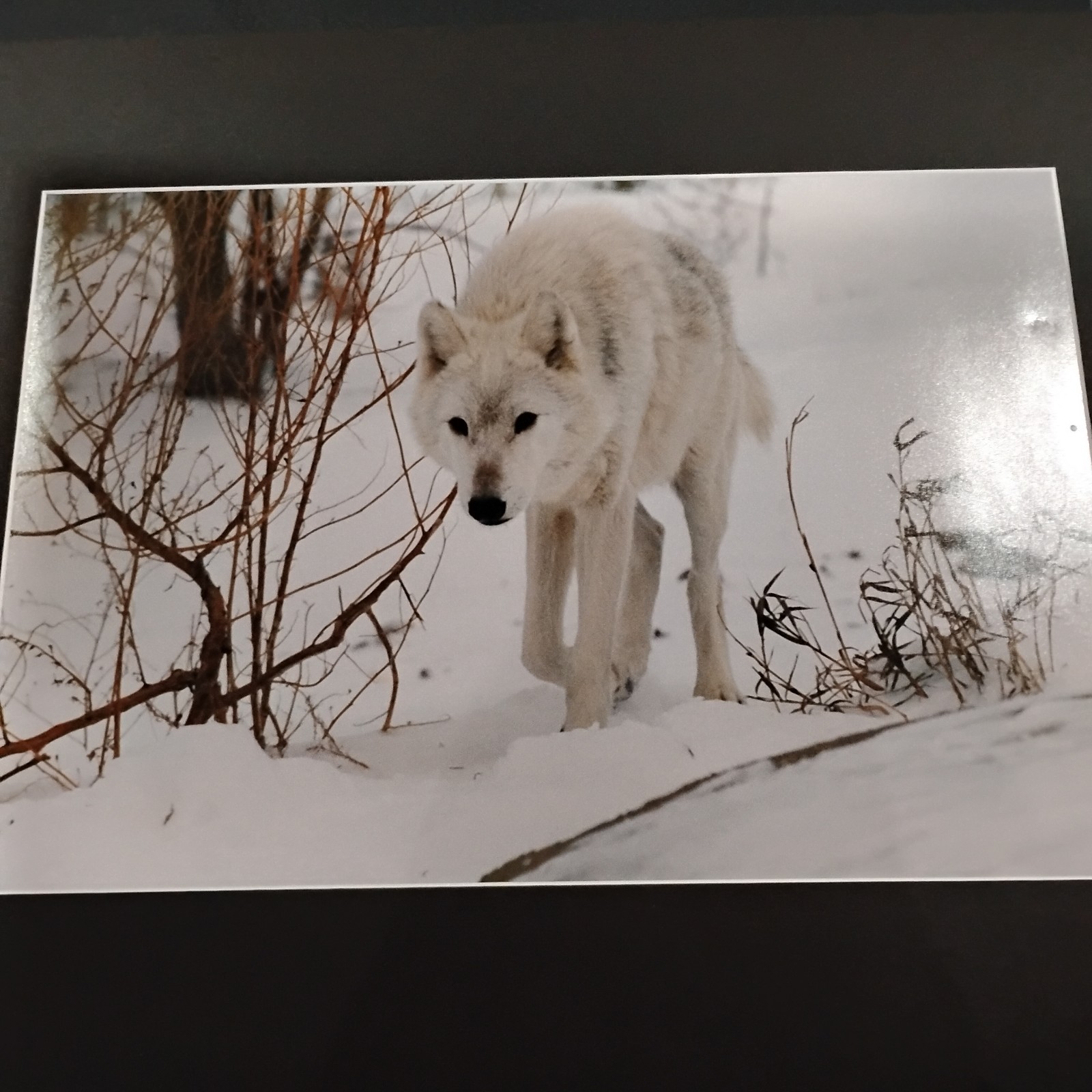 White Wolf Photograph Art Print-Winter Scene. Image 11.75×17 with 18×24 Mat